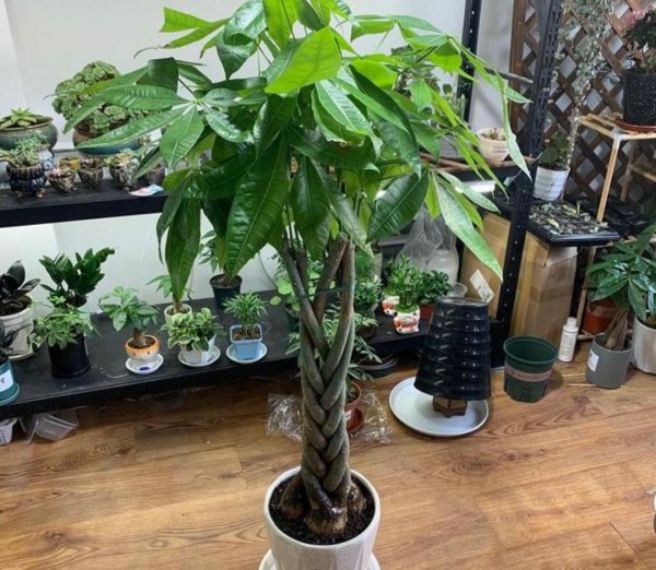 不耐寒的花有哪些