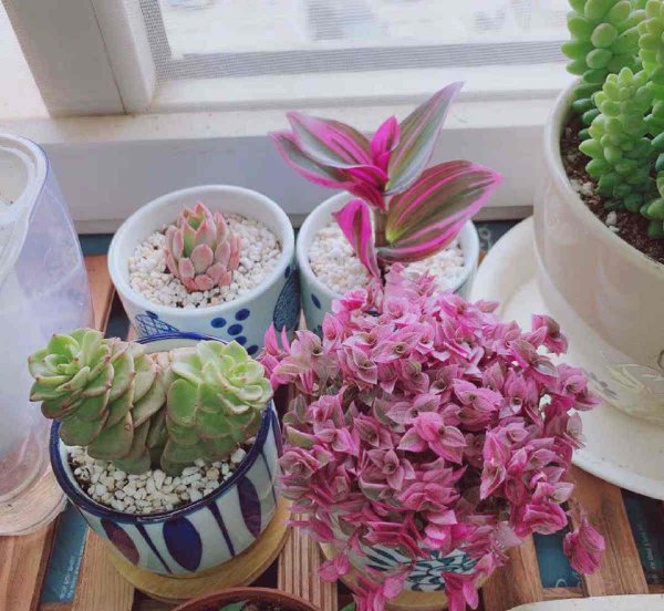 胭脂云是什么植物