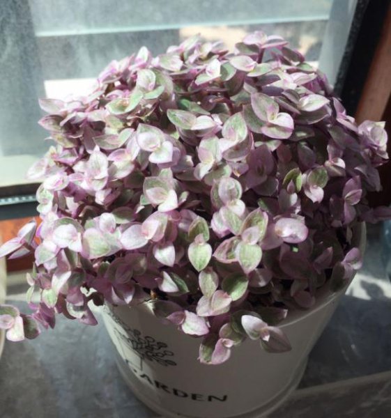 胭脂云是什么植物