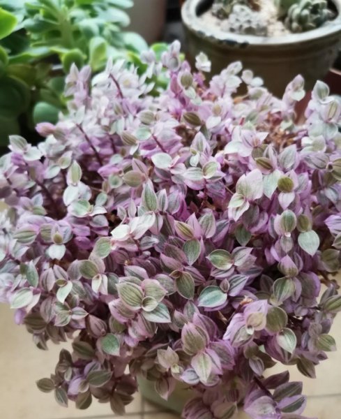 胭脂云是什么植物