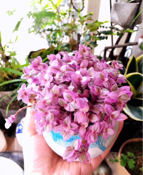 胭脂云是什么植物
