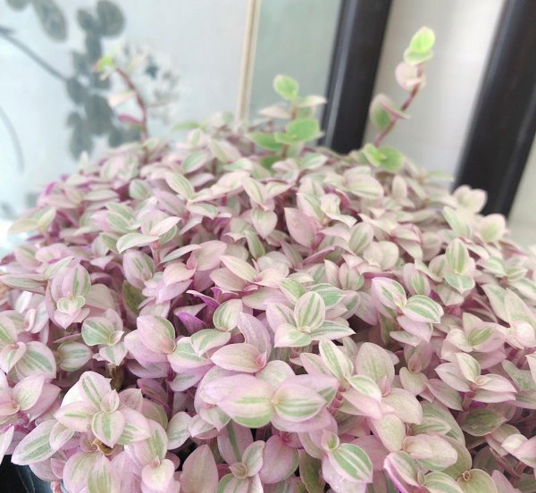 胭脂云是什么植物