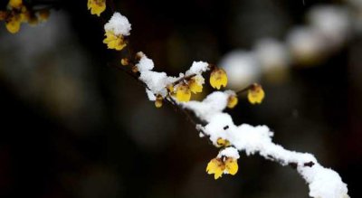 腊梅和梅花有什么区别 有关两者差异介绍