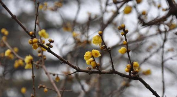 腊梅和梅花有什么区别