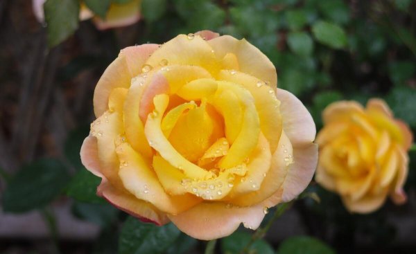 春天插枝夏天就能开花有哪些花