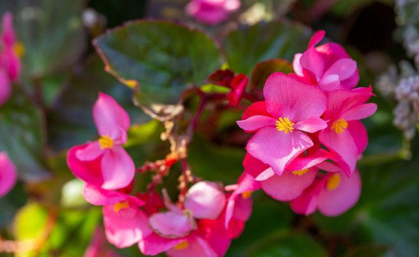 春天插枝夏天就能开花有哪些花