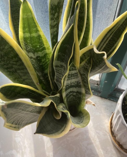 春天插枝夏天就能开花有哪些花