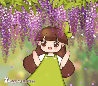 漂亮的爬藤植物有哪些 盘点5款漂亮好养的爬藤植物