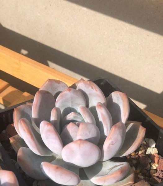 啥样的多肉值得买啥样的不能买