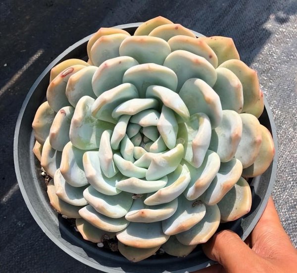 啥样的多肉值得买啥样的不能买