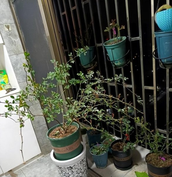 怎么养好月季