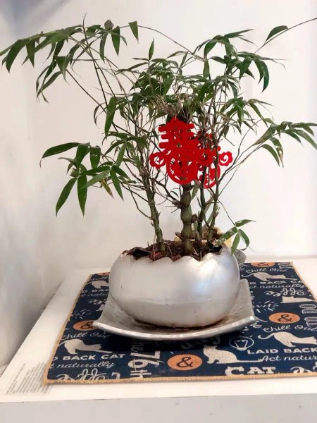 佛肚竹春天怎么养才能叶绿根壮