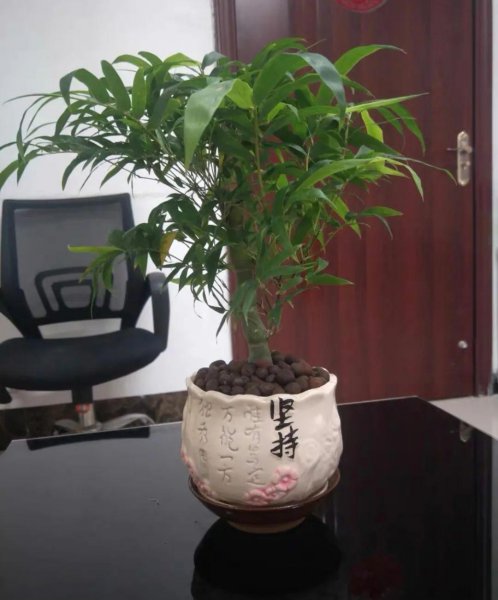 佛肚竹春天怎么养才能叶绿根壮