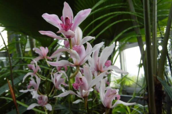 兰花怎么养才能开花