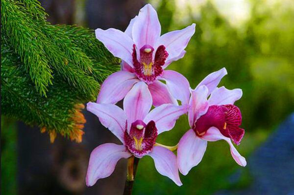 兰花怎么养才能开花