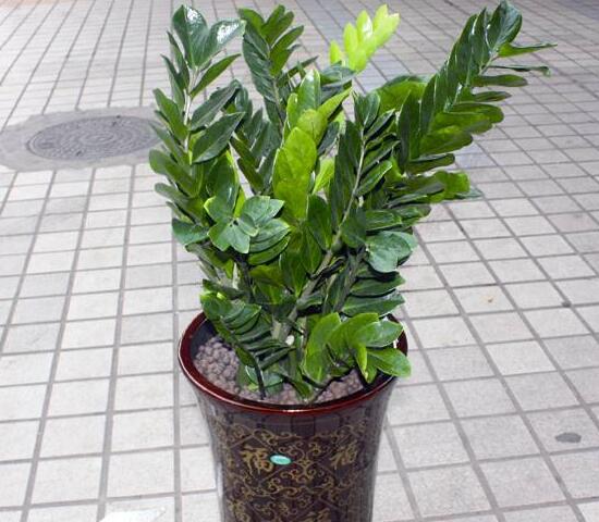 金钱树冬夏怎么养