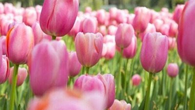 郁金香花期结束后怎么处理 郁金香开花后种球处理方法