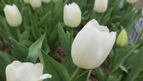 郁金香花期结束后怎么处理