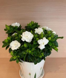 冬天不适合养的五种花 冬天有哪些花不适合养