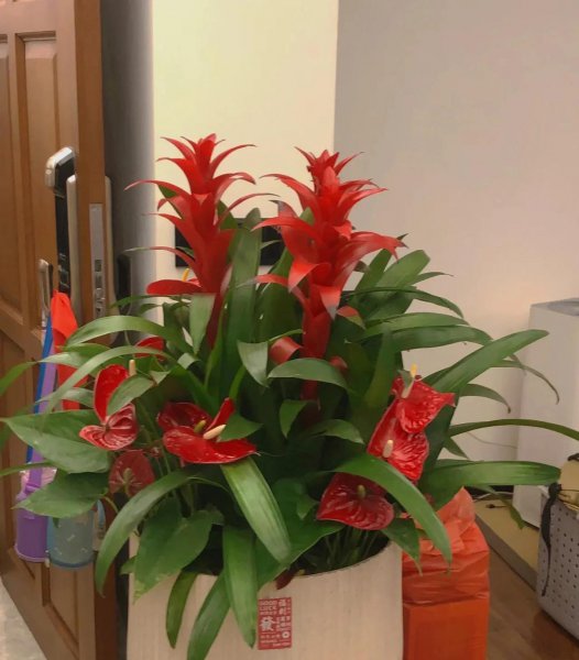 冬天不适合养的五种花