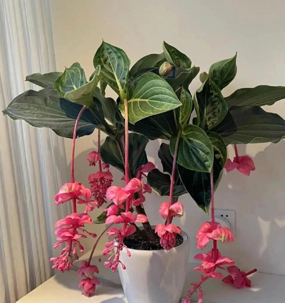 冬天不适合养的五种花