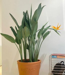 养哪些花能招财 介绍5种能带来财运的花卉