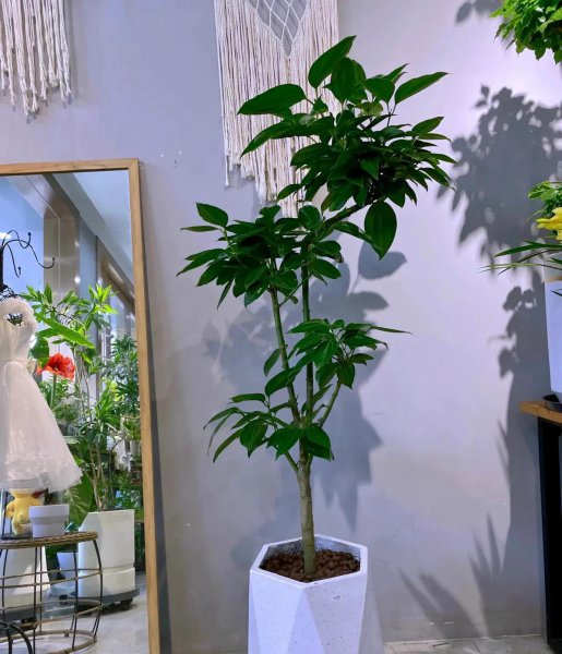 养哪些花能招财