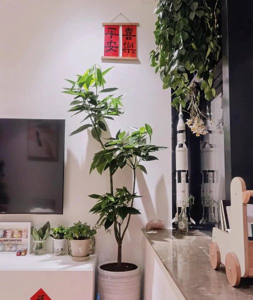 养哪些花能招财