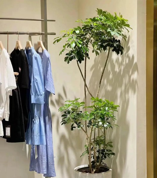养哪些花能招财