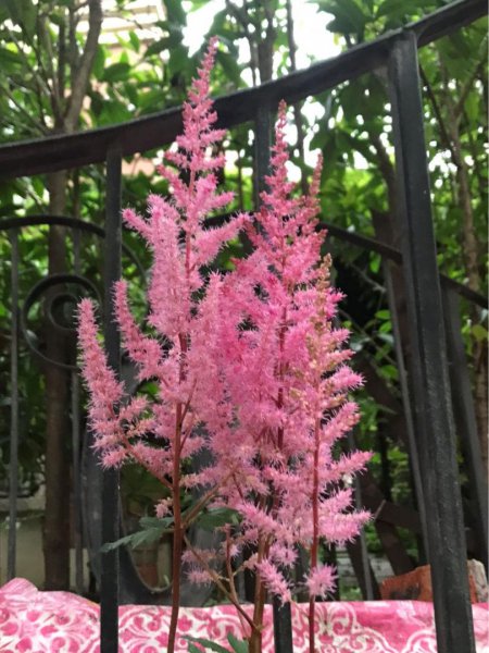 婚礼上常用的花卉有哪些