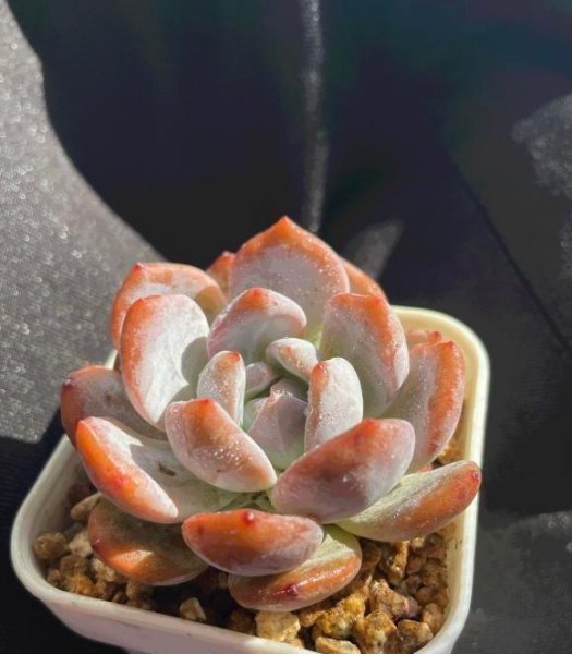 多肉大盆养好还是小盆养好
