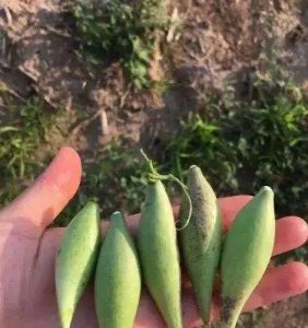 秋天成熟的野果有哪些 秋天好吃的野果推荐