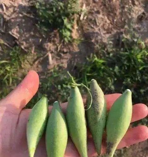 秋天成熟的野果有哪些