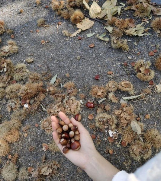 秋天成熟的野果有哪些