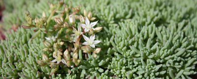 薄雪万年草夏季怎么养 了解薄雪万年草夏季正确养护方法