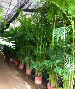 长得比较高的植物有哪些 盘点10种越高越值钱的花卉植物