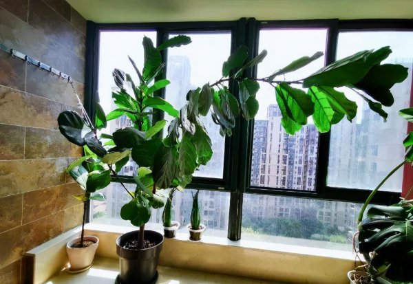 长得比较高的植物有哪些