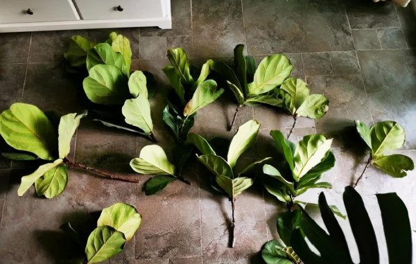 长得比较高的植物有哪些