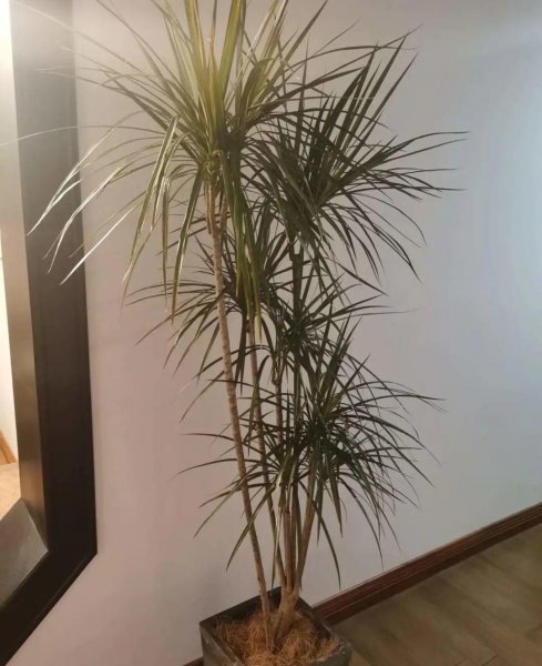 长得比较高的植物有哪些