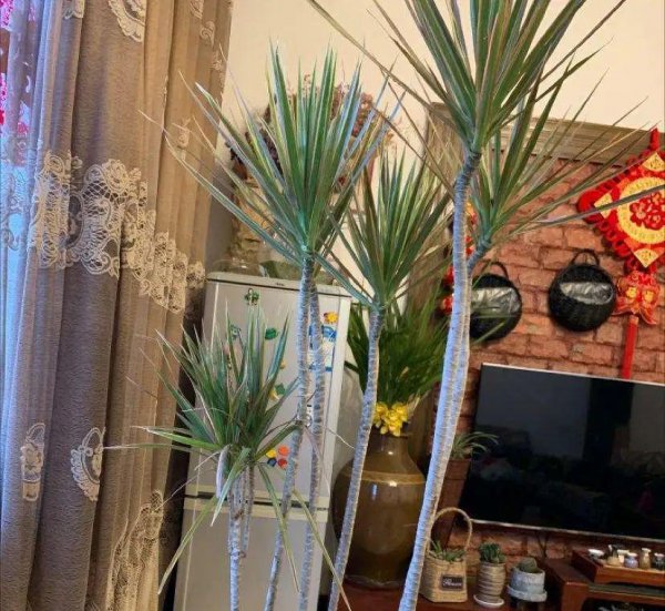 长得比较高的植物有哪些