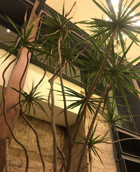 长得比较高的植物有哪些