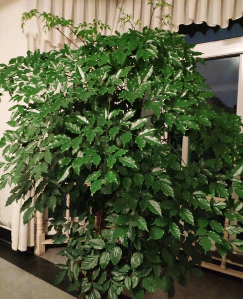 长得比较高的植物有哪些