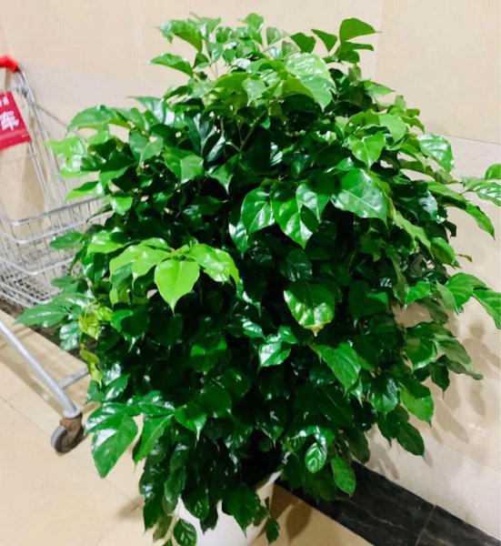 长得比较高的植物有哪些