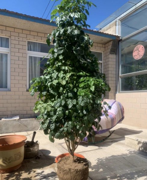 长得比较高的植物有哪些