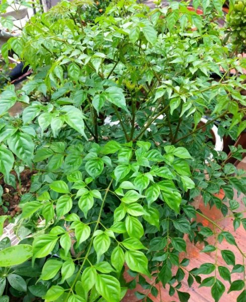 长得比较高的植物有哪些