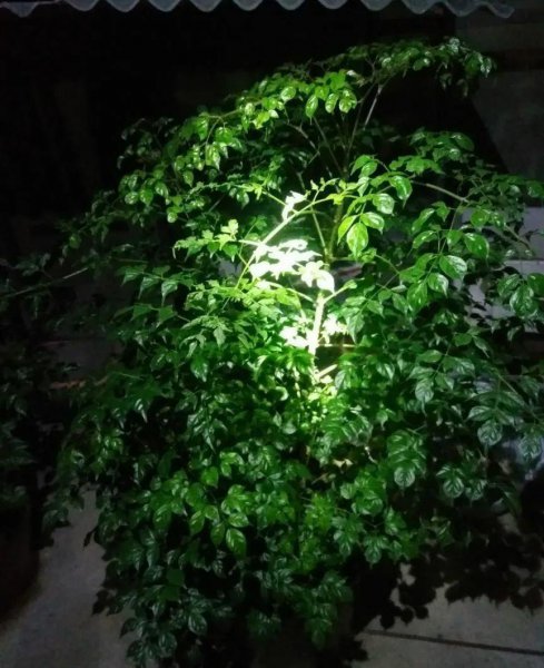 长得比较高的植物有哪些