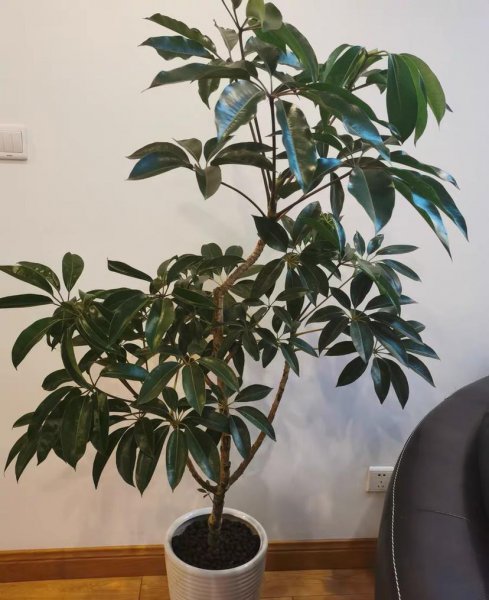 长得比较高的植物有哪些