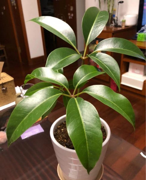 长得比较高的植物有哪些