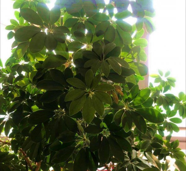 长得比较高的植物有哪些