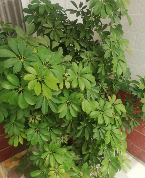 长得比较高的植物有哪些